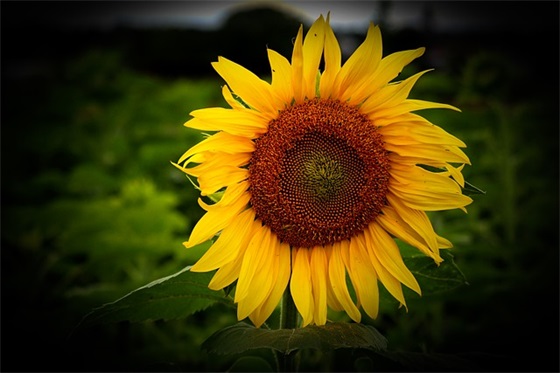 民族精神代代传手抄报