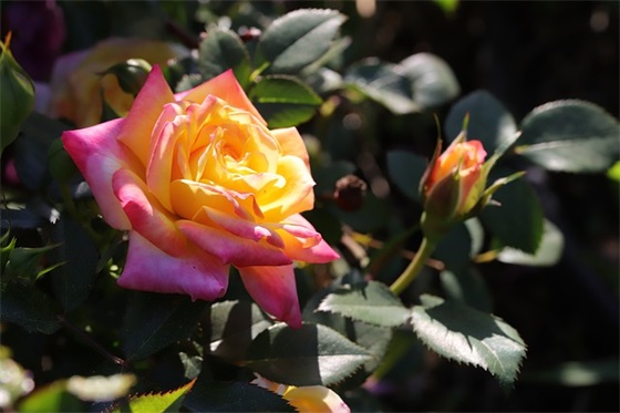 任职期满考核结果