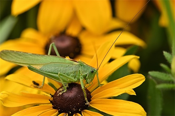 远程教育教学计划