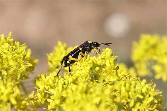 静电场的描绘实验报告