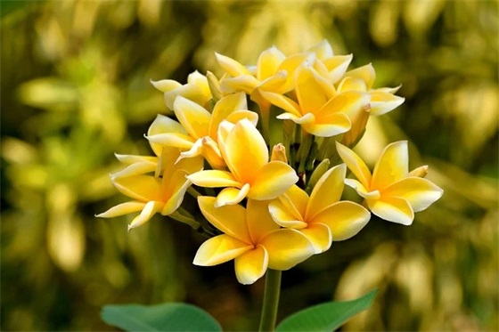 政治理论学习计划