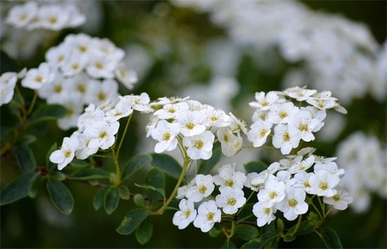 招商引资工作方案