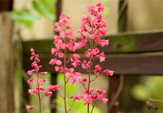 资治通鉴白话版