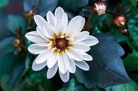 好爸爸胜过好老师