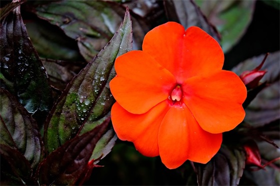 优秀团员申报材料