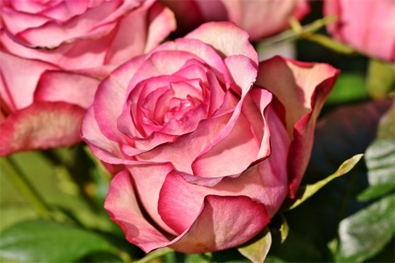 廉洁自律演讲稿