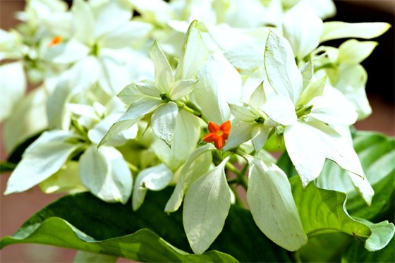 墨守成规的故事