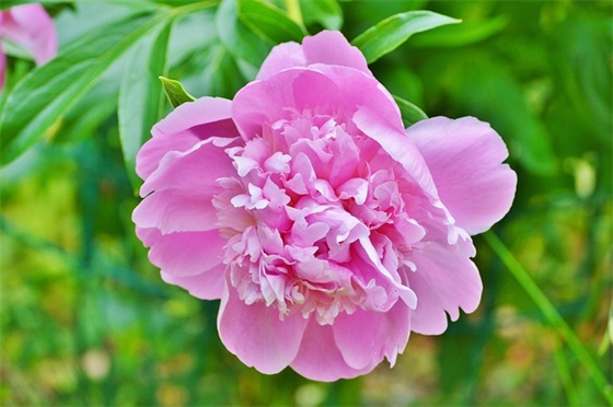 怀念爸爸的文章