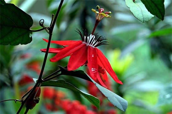 关于寂寞的文章