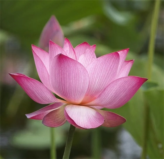 小学数学论文集