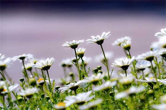 城市环境管理论文