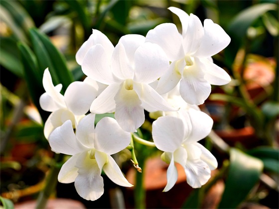 群众文化活动论文