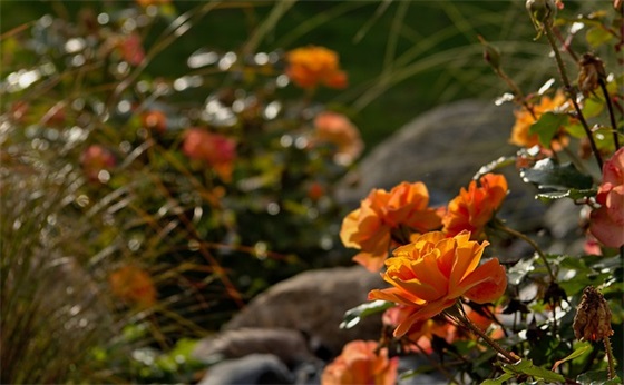 柏林之围阅读答案