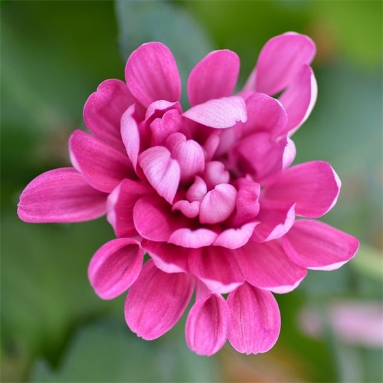 向国旗敬礼感言