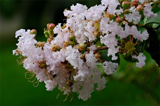 我的老爸是男神