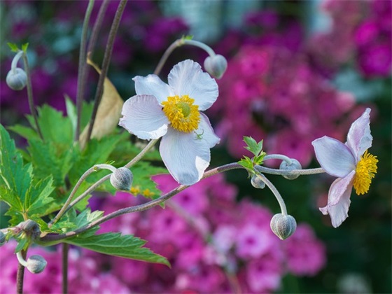 讲诚信与善意的谎言辩论会