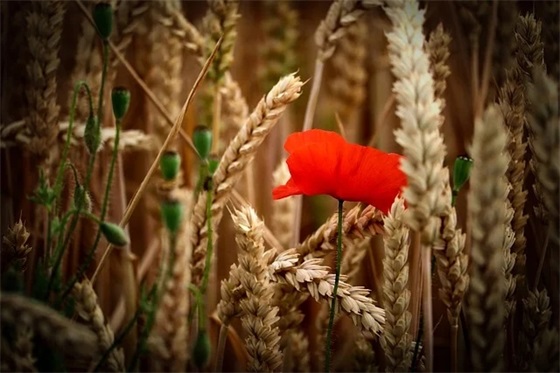 大学生心理健康论文3000字