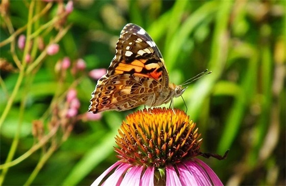 2025虎年春节暖心祝福语 春节微信祝福语