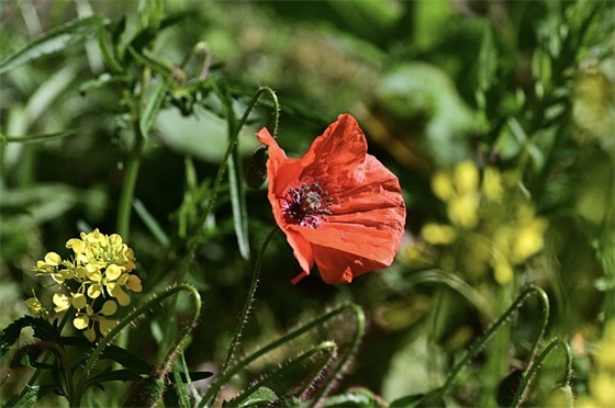给嫂子生日祝福语53句