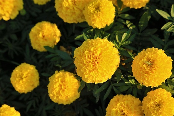 给微友们新年祝福语48句