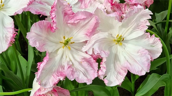 押韵的祝福语58句