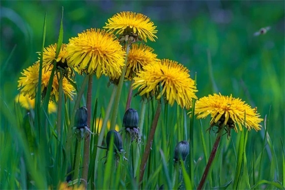 教师节微信祝福语2025年54句