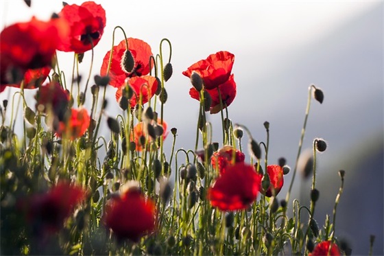 2025领导升职祝福语推荐精选 领导升职祝福语