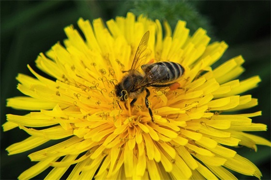 祝福新人结婚的话文艺 祝福新人结婚的话