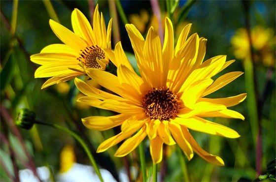 元宵节祝福语英文