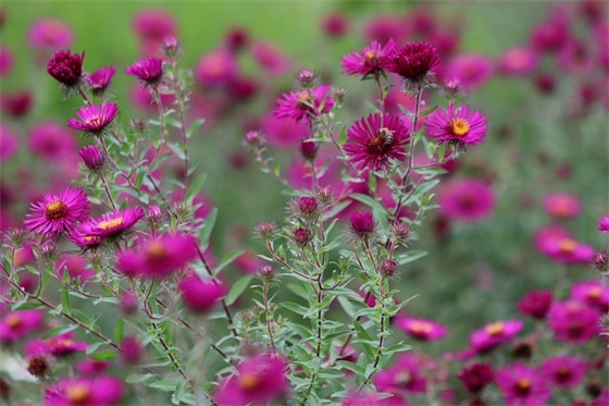 婚礼上说的祝福语56句