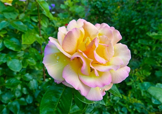 谷雨节气祝福语句子 关于谷雨的一句祝福