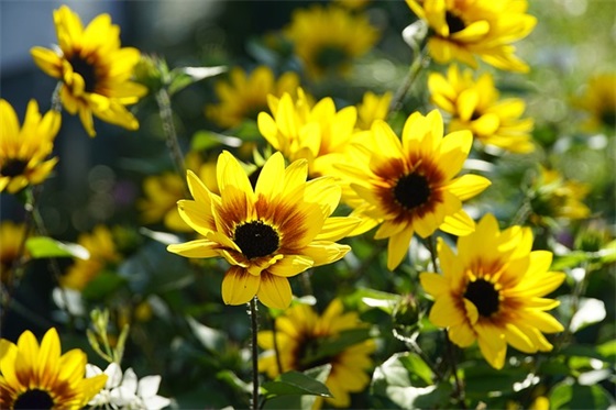 新人结婚祝福语句子 新人结婚祝福语四字词语