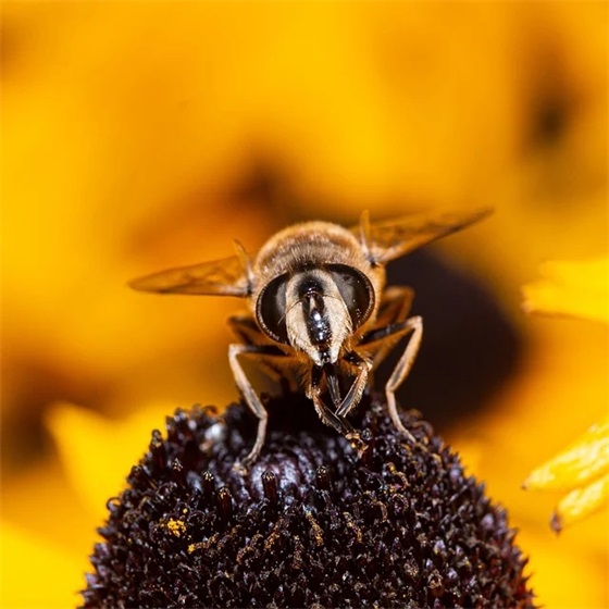 母亲节祝福语英语版