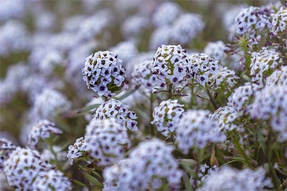 对晚辈结婚祝福语56句