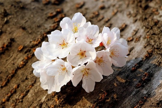 文艺范儿新年祝福语 文艺新年祝福语