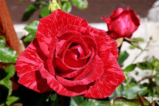 微信发朋友圈爱惜温馨唯美语句(春节微信朋友圈祝福语句)