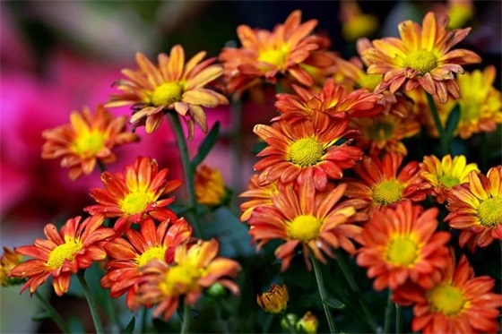 七夕祝福语送朋友49句