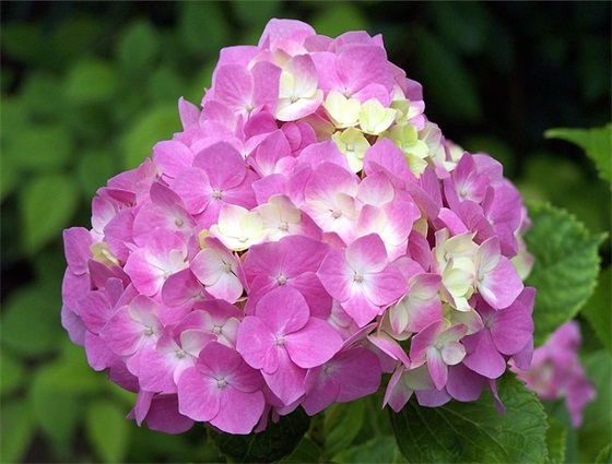 带柳字的网名古风