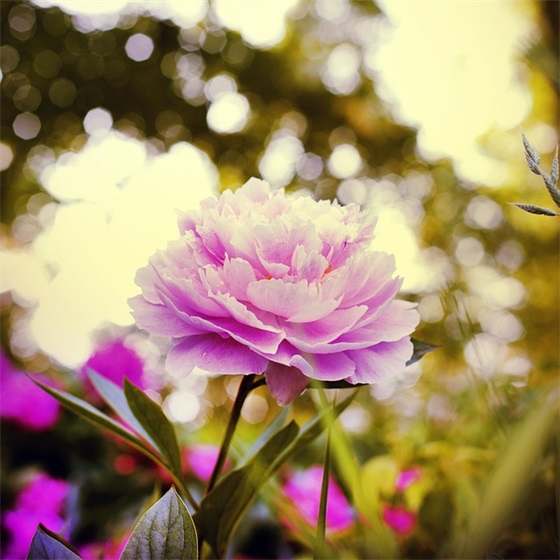 qq网名男生英伦