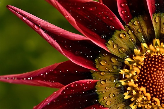 关于猫可爱网名