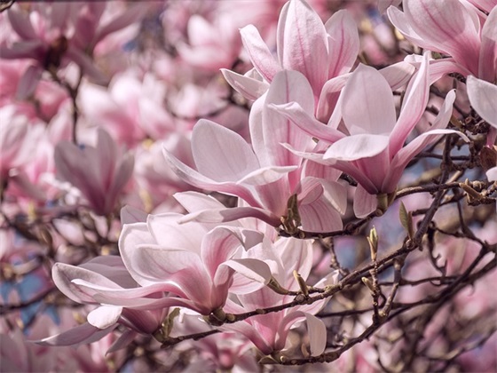 小丑网名头像男生可爱