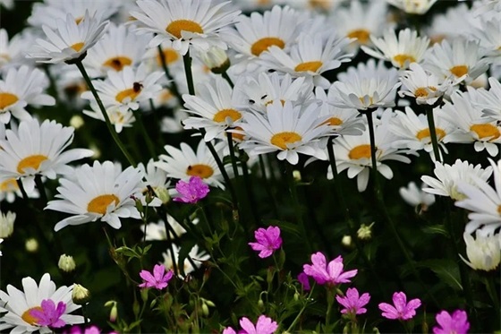 心死了 伤感个性网名