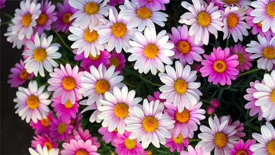 qq最新版女生网名