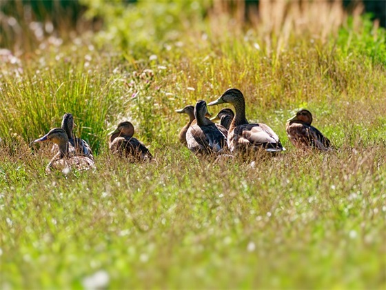 玉女品箫范例6篇