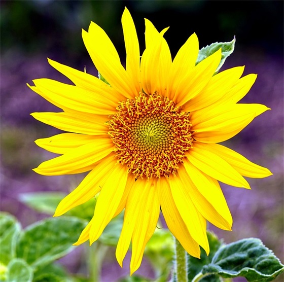 律师实习鉴定书范例6篇