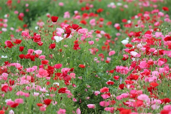 马克思主义论文范例6篇