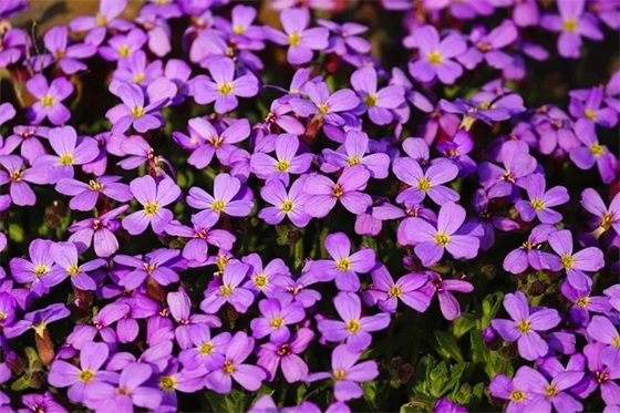 520表白的浪漫句子 520表白浪漫的句子给男友