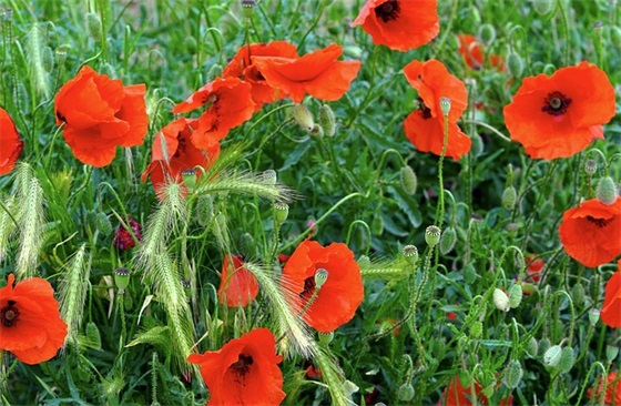 冬天晒花草的心情短语一句