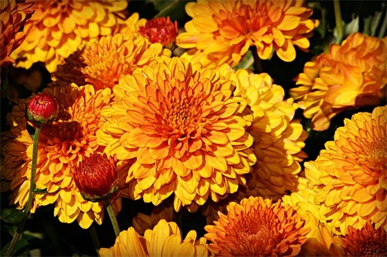 母校校庆寄语111句