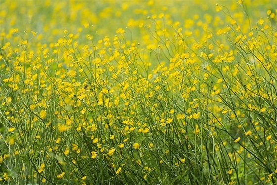 qq网名 女生清新